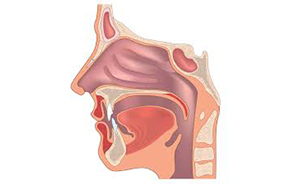 EAR, NOSE & THROAT