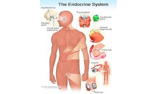 ENDOCRINOLOGY