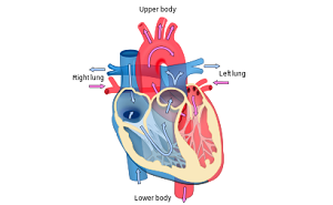 CARDIOLOGY